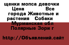 щенки мопса девочки › Цена ­ 25 000 - Все города Животные и растения » Собаки   . Мурманская обл.,Полярные Зори г.